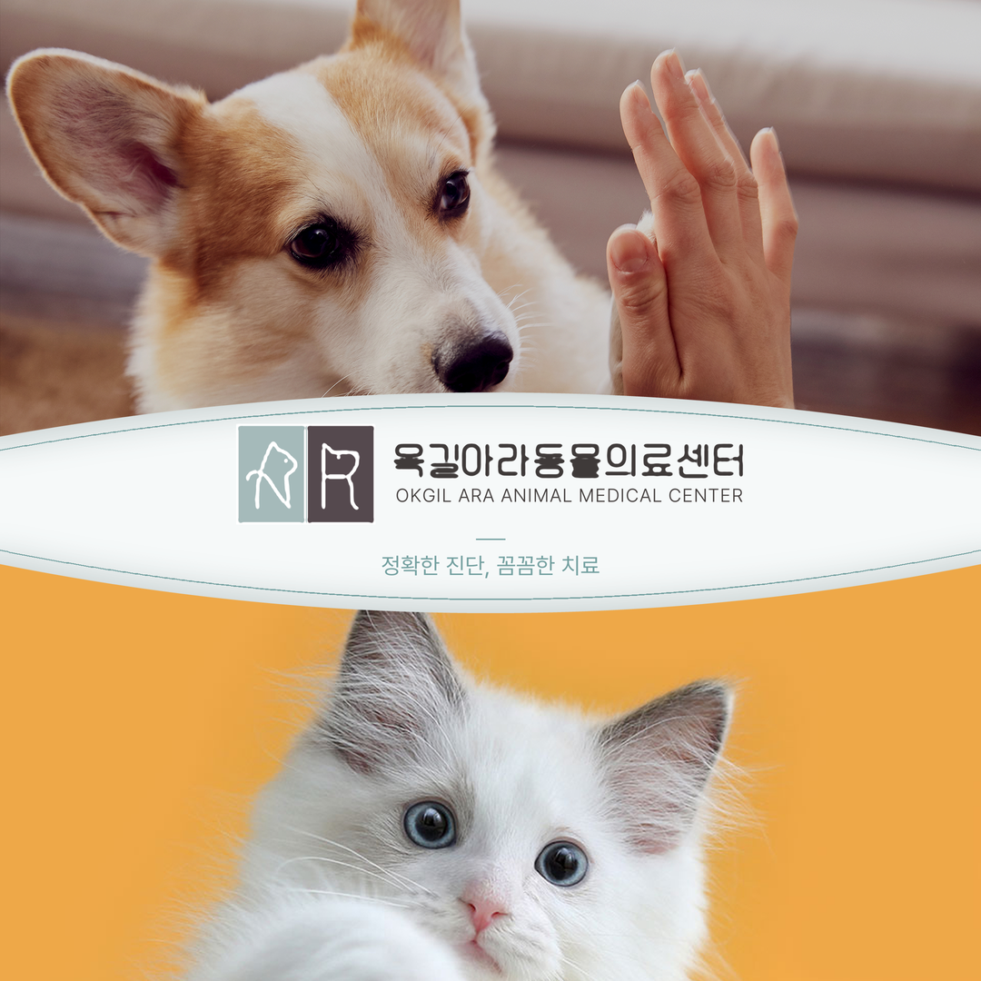 옥길아라동물의료센터_ 반응형 홈페이지제작