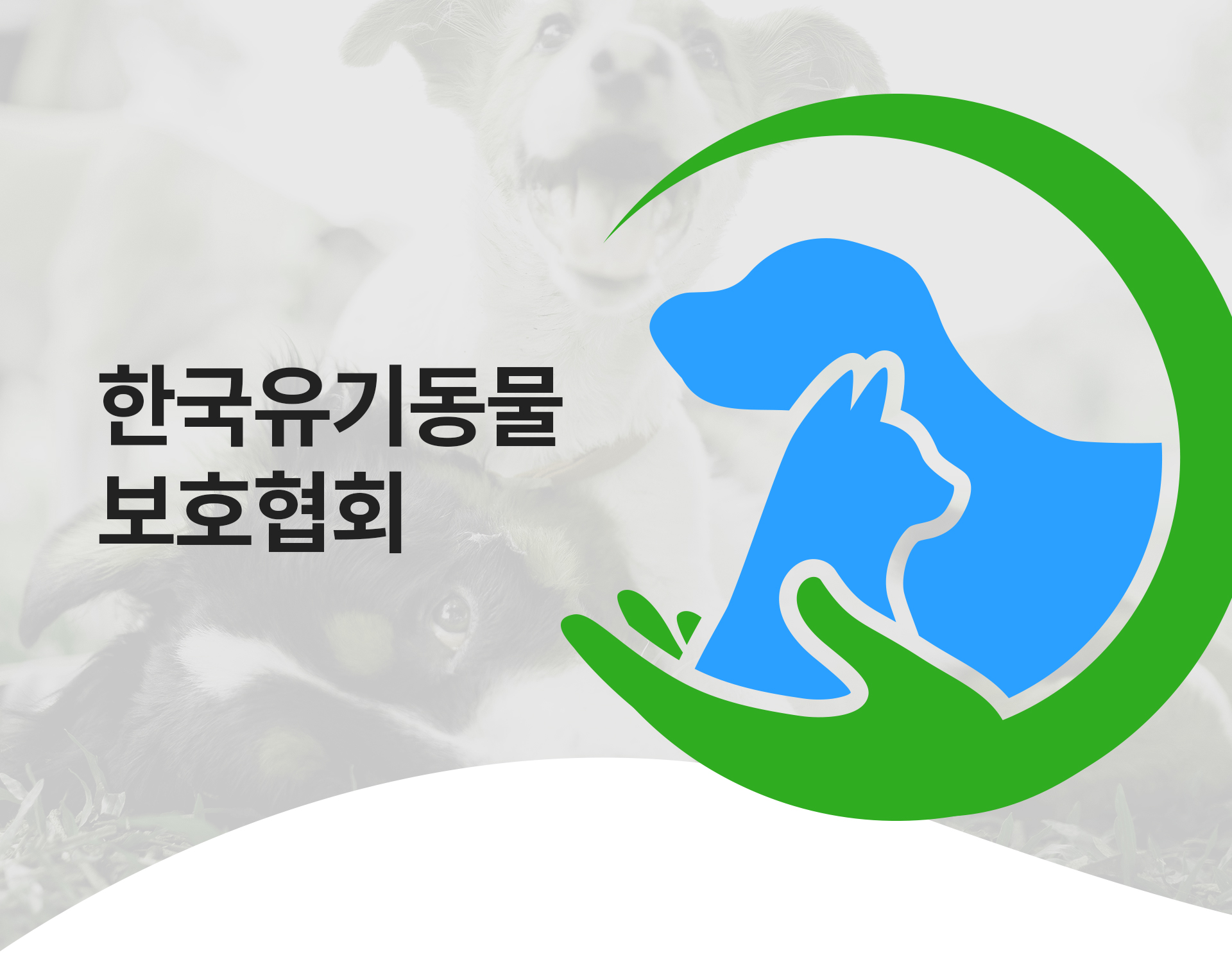 한국유기동물보호협회 홈페이지제작